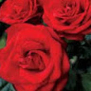 Meet your Posher, Rose